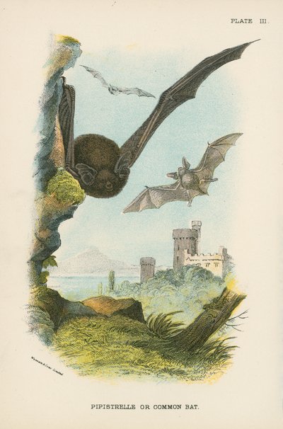 Pipistrello Comune da English School