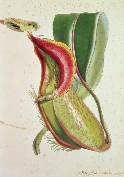 Pianta carnivora: Nepenthes villosa (mangia insetti), firmato H.K da English School