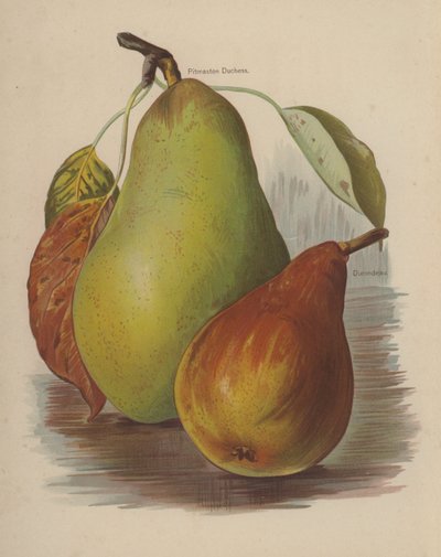 Pitmaston Duchess, Durondeau da English School