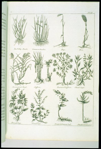 Piante da Culpepers English Physician and Complete Herbal, pubblicato 1790 da English School