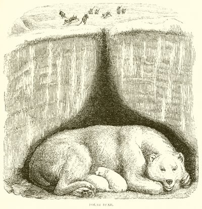 Orso polare da English School