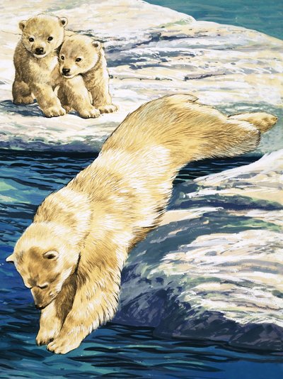 Orso polare e cuccioli da English School