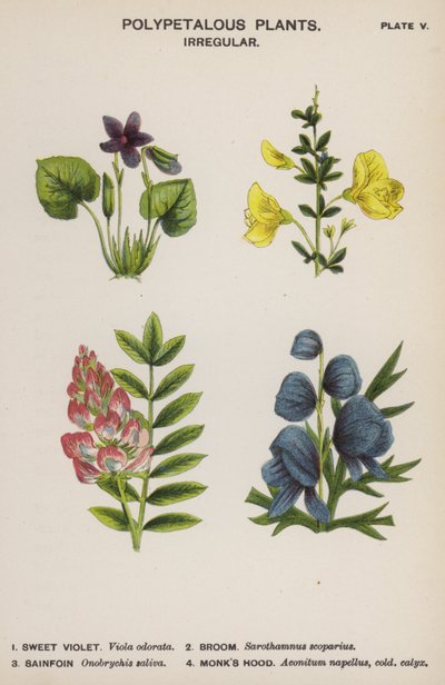 Piante Polipetale, Irregolari (litografia a colori) da English School
