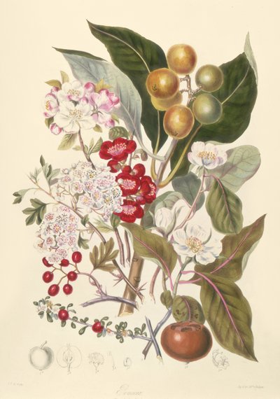 Pomaceae, la tribù delle mele da English School