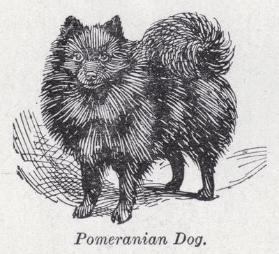 Cane di Pomerania da English School