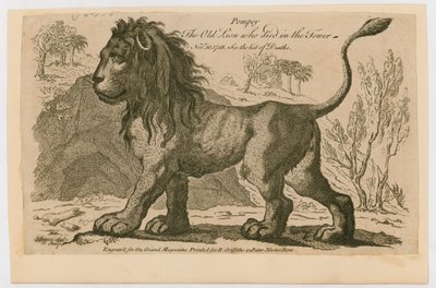 Pompey, il leone più popolare alla Torre di Londra. 1758 da English School