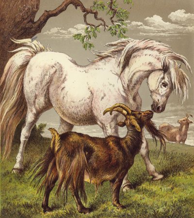 Pony e capre da English School