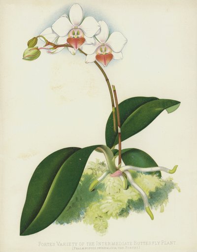 Phalaenopsis Intermedia var. Portei da English School