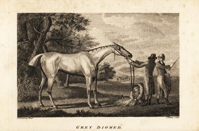 Ritratto del cavallo da corsa Grey Diomed con fantino e stallieri da English School