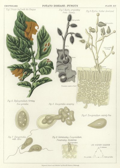 Malattia della Patata, Fungo da English School