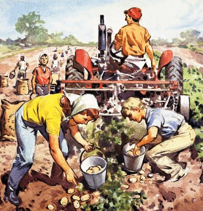 Raccolta di patate da English School