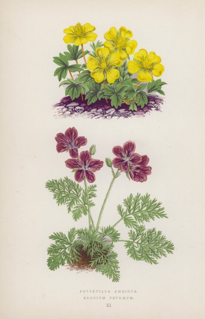 Potentilla Ambigua; Erodium Petraeum da English School