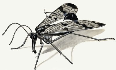 Predatori del passato (Mosca scorpione) da English School