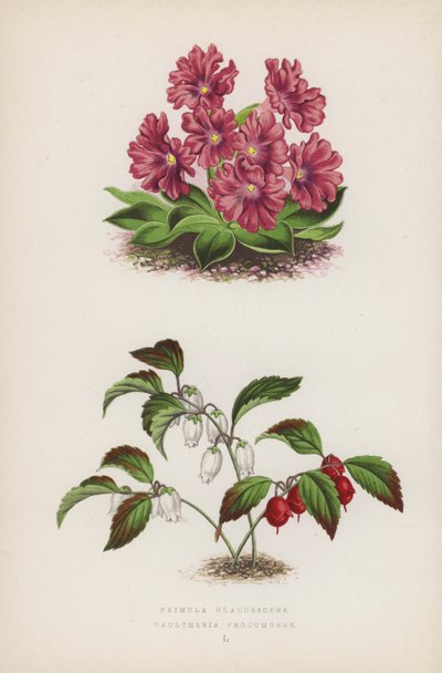 Primula Glaucescens; Gaultheria Procumbens da English School