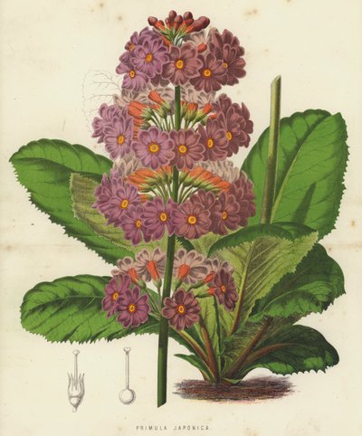 Primula Japonica da English School