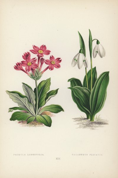 Primula Longifolia; Galanthus Plicatus da English School