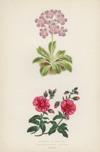 Primula Marginata; Helianthemum Roseum (litografia a colori) da English School
