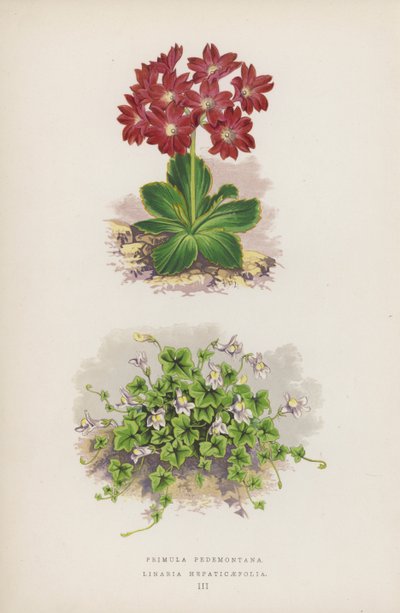 Primula Pedemontana; Linaria Hepaticaefolia da English School