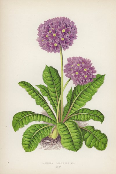 Primula Pulcherrima da English School