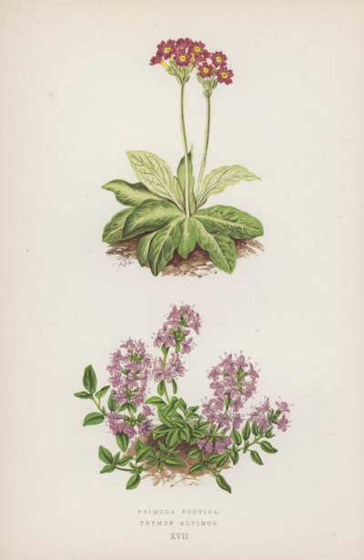 Primula Scotica; Timo Alpino da English School