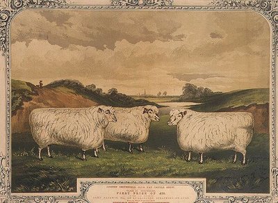 Pecore Cotswold premiate, nutrite con cibo condito con il condimento di Thorley, commemorando la mostra di bestiame grasso del club di Smithfield di Londra, inciso da M. Gauci (fl.1810-46) c.1840 da English School