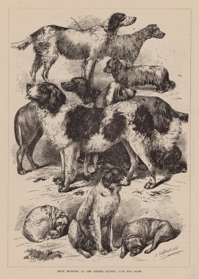 Vincitori di premi alla recente esposizione canina del Kennel Club (incisione) da English School