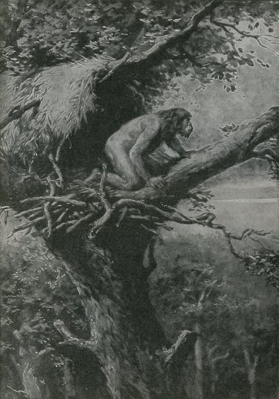 Probabilmente arboricolo - illustrato da R L S da English School