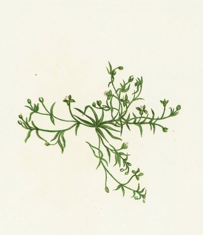 Sagina procumbens da English School