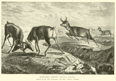 Antilope pronghorn, Antilocapra Americana da English School