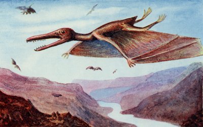 Pterodattilo, da "Il libro delle meraviglie", a cura di Harry Golding. da English School
