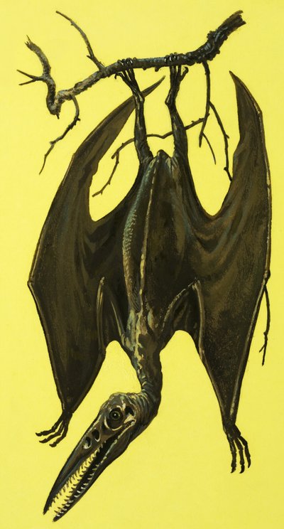 Pterodattilo da English School