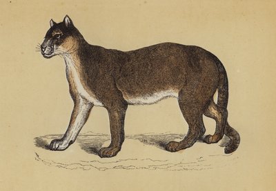 Puma da English School
