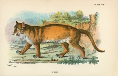Puma da English School