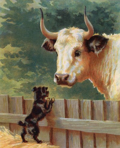 Cucciolo che affronta un toro in una fattoria da English School