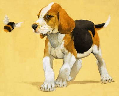 Cagnolino da English School