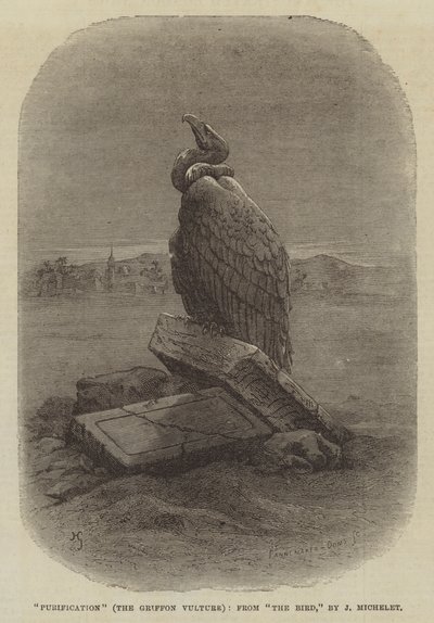 "Purificazione" (Il Grifone Avvoltoio), da "L