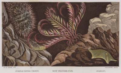 Riccio con punte viola, Stella piumata rosa, Stellina (litografia a colori) da English School