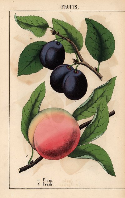 Prugne nero-viola e pesca rosa, da 