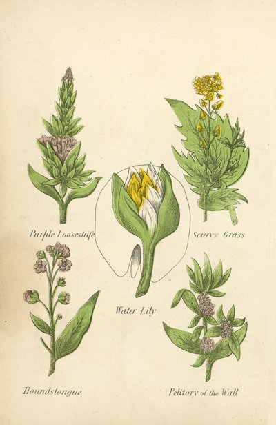 Salcerella Viola, Erba Scorbuta, Ninfea, Lingua di Cane, Petitorio del Muro (litografia a colori) da English School