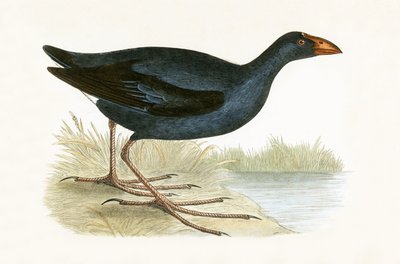 Gallinella viola, illustrazione dal libro 