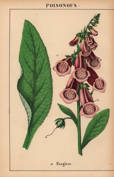 Digitale purpurea, da 