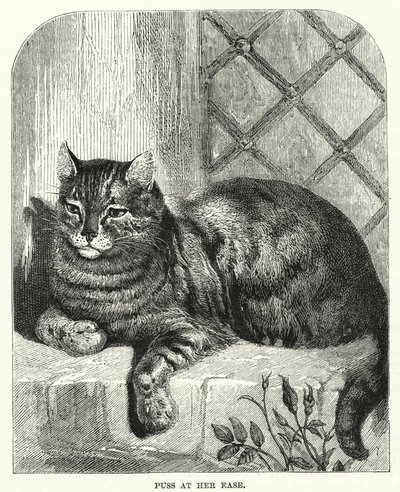 Gatto a suo agio (incisione) da English School