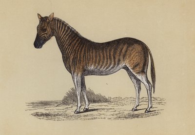 Quagga da English School