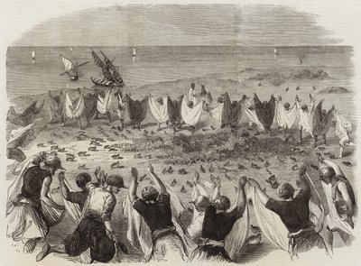 Cattura delle quaglie in Siria da English School