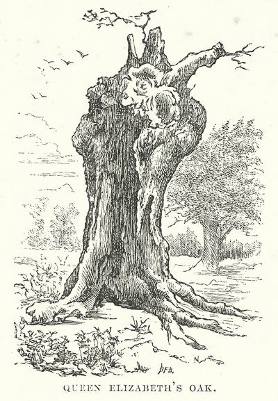 Quercia della Regina Elisabetta (incisione) da English School