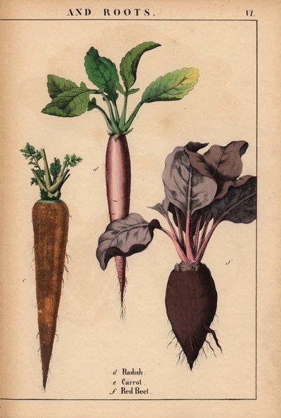 Ravanello, carota e barbabietola rossa, da 