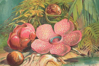 Rafflesia Arnoldii, fiore gigante delle foreste pluviali di Sumatra da English School