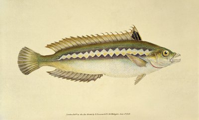Rainbow Wrasse, Pl.96 da "The Natural History of British Fishes", pub. by E. Donovan and F.C.  J. Rivington da English School