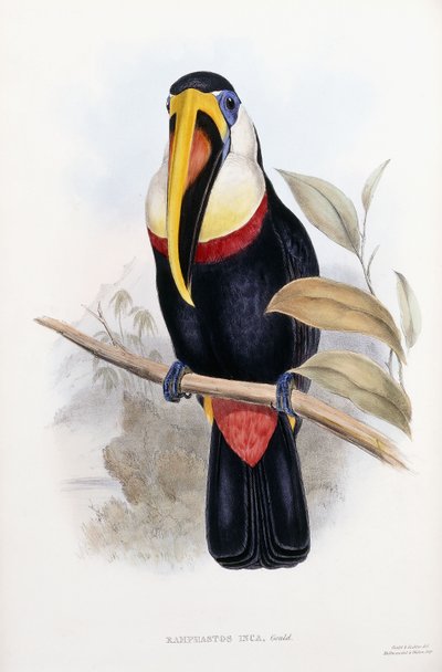 Ramphastos inca da English School