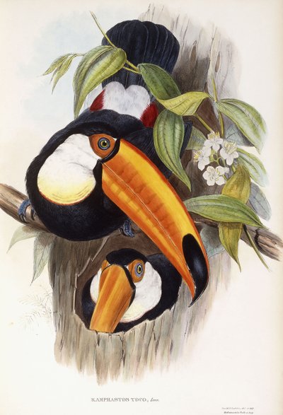Ramphastos Toco da English School